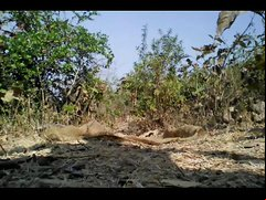 Tarzan Boy Nude Safar In Jungle